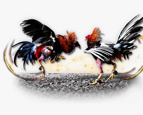 sabung ayam juara100.org medal
