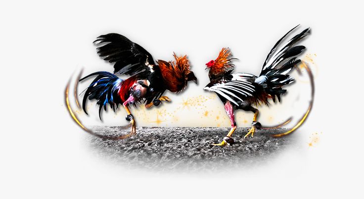 sabung ayam juara100.org medal